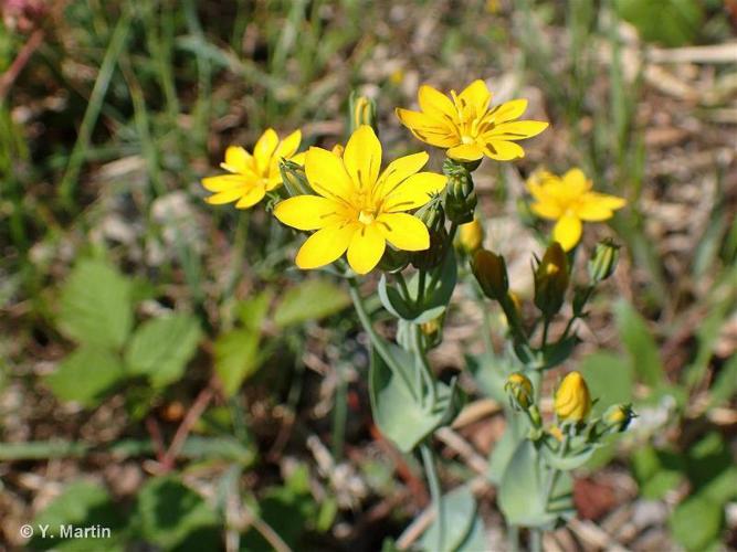 <i>Blackstonia perfoliata</i> (L.) Huds., 1762 © 