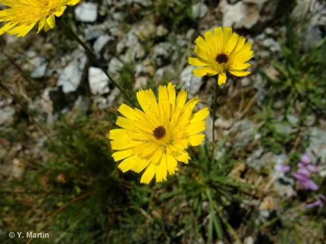 <i>Tolpis staticifolia</i> (All.) Sch.Bip., 1861 © 