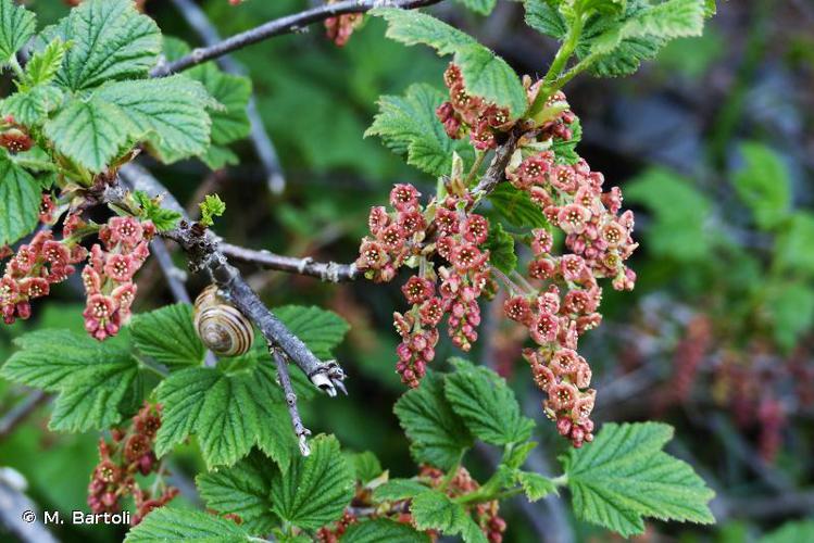 <i>Ribes petraeum</i> Wulfen, 1781 © M. Bartoli