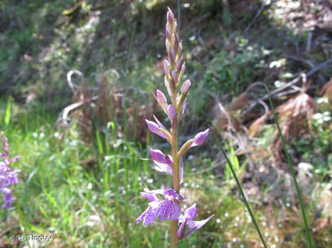 <i>Dactylorhiza saccifera</i> (Brongn.) Soó, 1962 © H. Tinguy