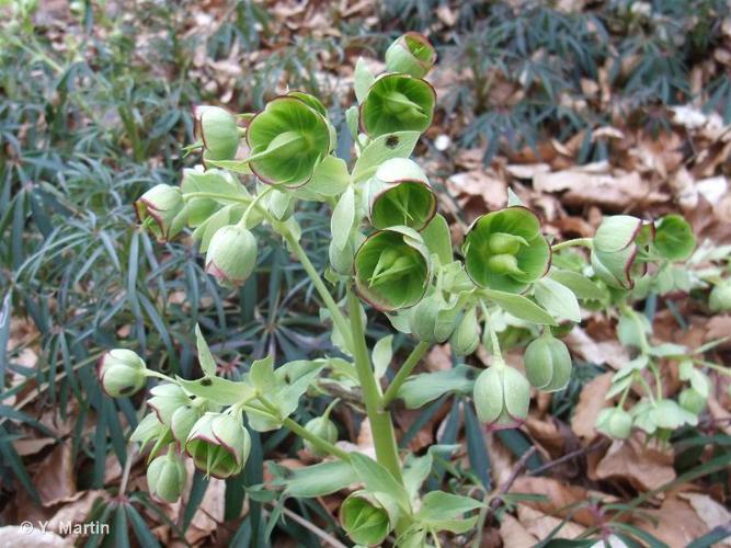 <i>Helleborus foetidus</i> L., 1753 © 