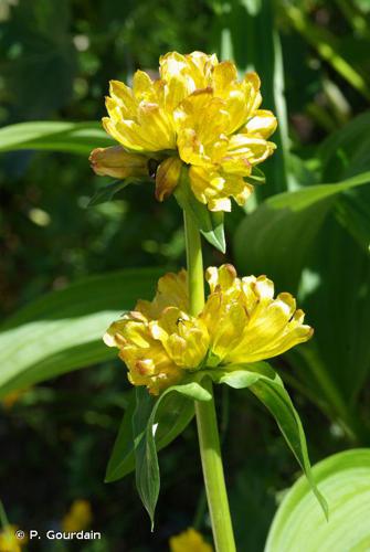 <i>Gentiana punctata</i> L., 1753 © P. Gourdain