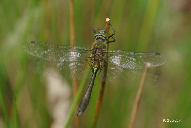 <i>Cordulia aenea</i> (Linnaeus, 1758) © P. Gourdain