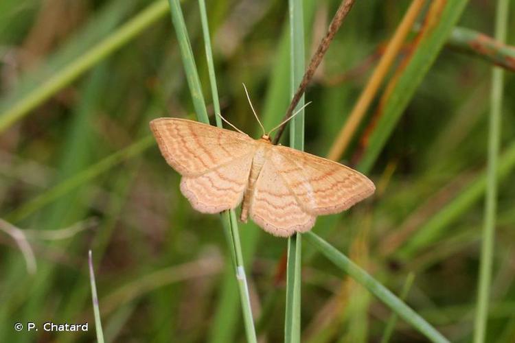 <i>Idaea ochrata</i> (Scopoli, 1763) © P. Chatard