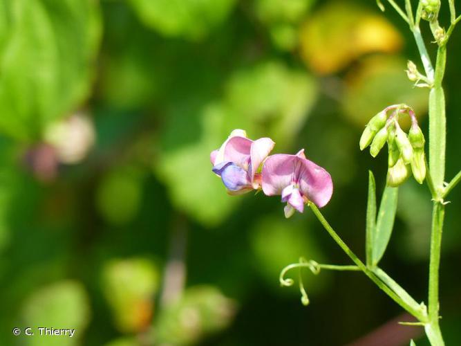 <i>Lathyrus sylvestris</i> L., 1753 © C. Thierry