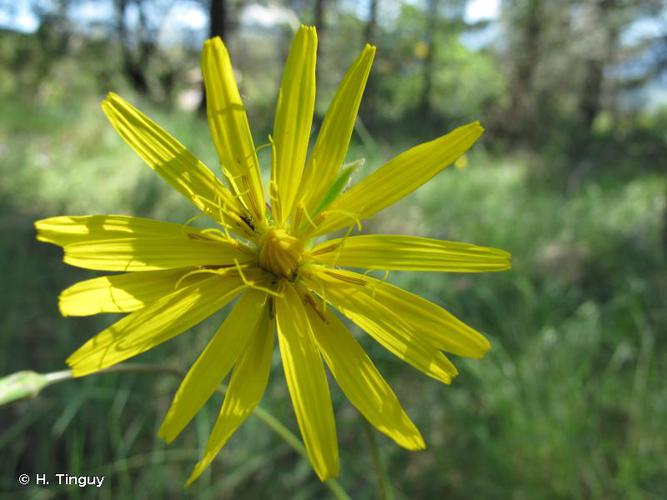 <i>Scorzonera hispanica</i> L., 1753 © H. Tinguy