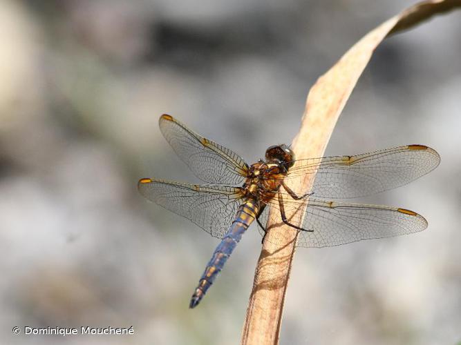 <i>Orthetrum coerulescens</i> (Fabricius, 1798) © Dominique Mouchené