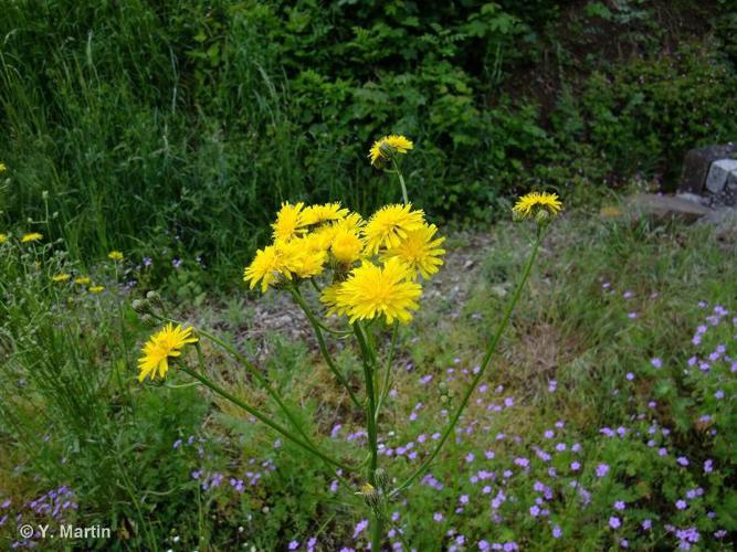 <i>Crepis biennis</i> L., 1753 © 