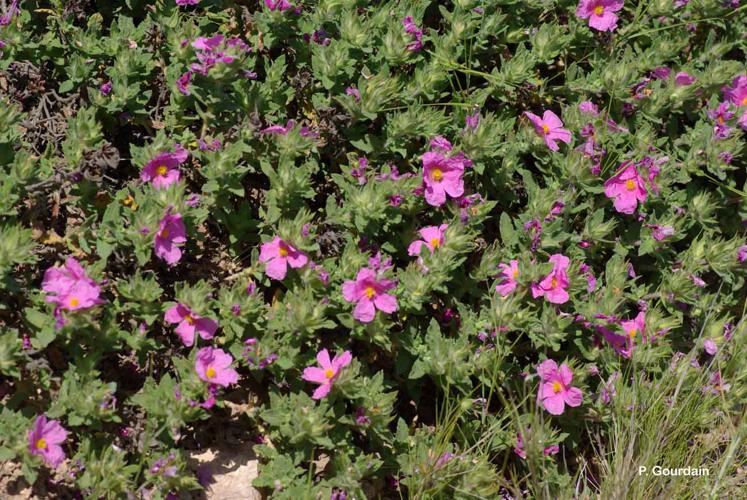 <i>Cistus crispus</i> L., 1753 © P. Gourdain