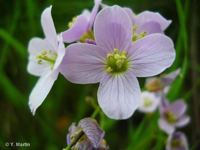 <i>Cardamine pratensis</i> L., 1753 © 