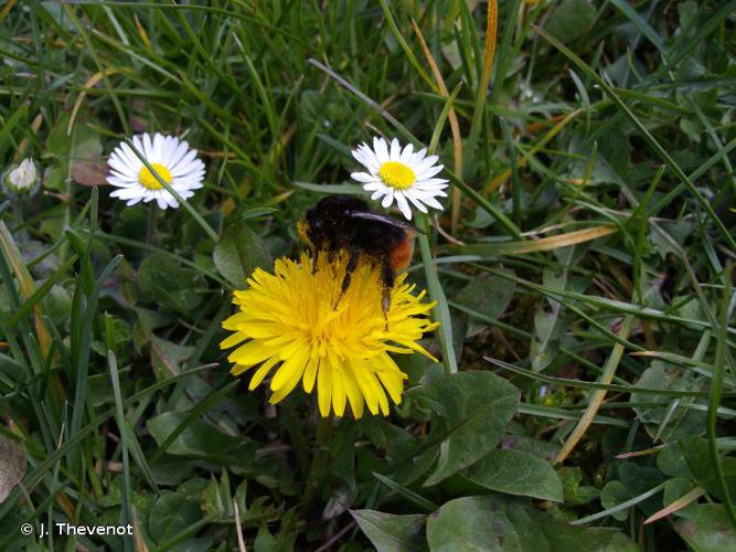 <i>Bombus lapidarius</i> (Linnaeus, 1758) © J. Thevenot