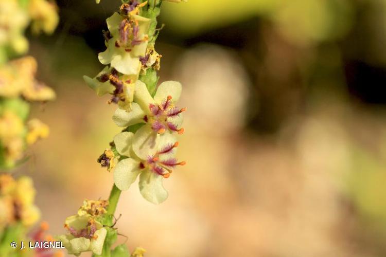 <i>Verbascum boerhavii</i> L., 1767 © J. LAIGNEL