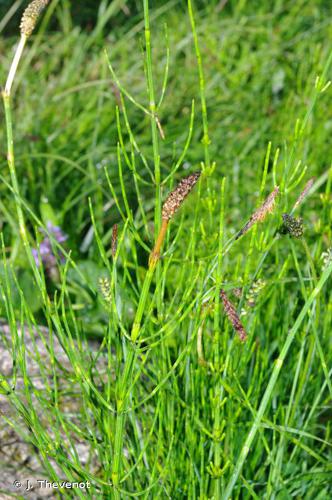 <i>Equisetum palustre</i> L., 1753 © J. Thevenot