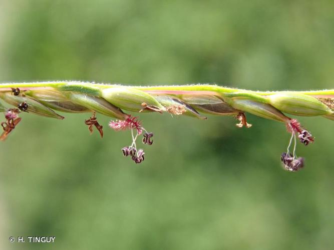 <i>Digitaria sanguinalis</i> (L.) Scop., 1771 © H. TINGUY