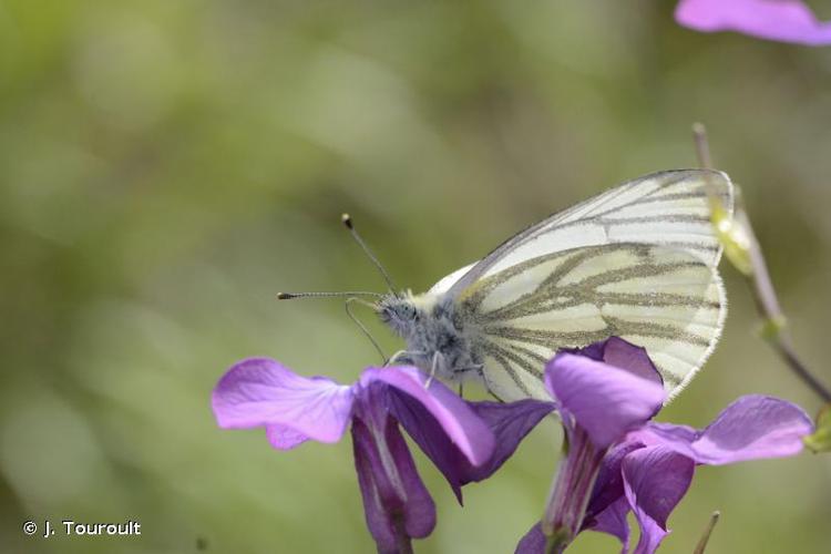 <i>Pieris napi</i> (Linnaeus, 1758) © J. Touroult