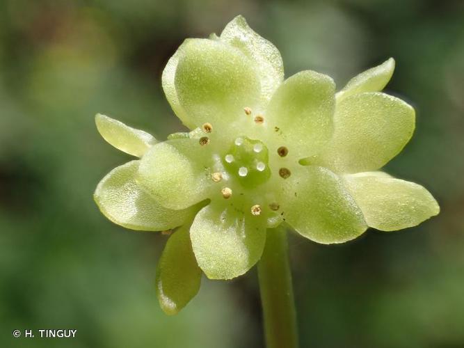 <i>Adoxa moschatellina</i> L., 1753 © H. TINGUY