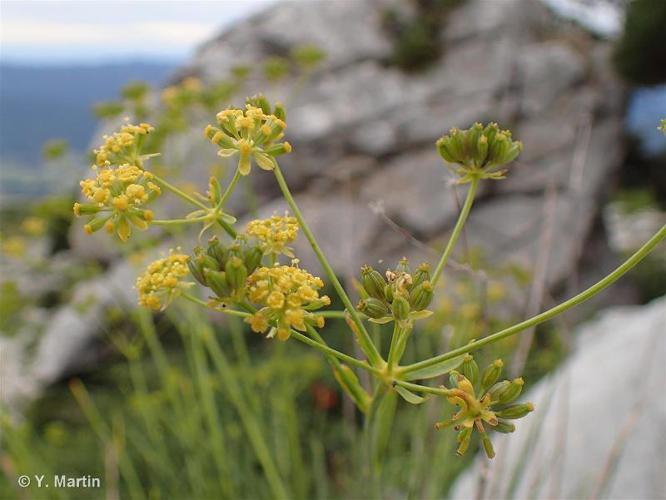 <i>Bupleurum petraeum</i> L., 1753 © 