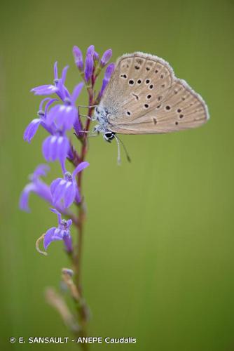 <i>Phengaris alcon</i> (Denis & Schiffermüller, 1775) © E. SANSAULT - ANEPE Caudalis