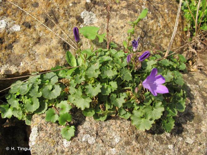 <i>Campanula portenschlagiana</i> Schult., 1819 © H. Tinguy