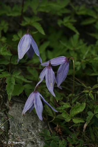 <i>Clematis alpina</i> (L.) Mill., 1768 © O. Nawrot