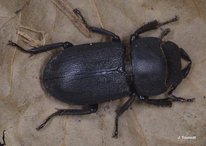 <i>Dorcus parallelipipedus</i> (Linnaeus, 1758) © J. Touroult