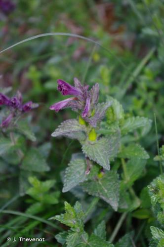 <i>Bartsia alpina</i> L., 1753 © J. Thevenot