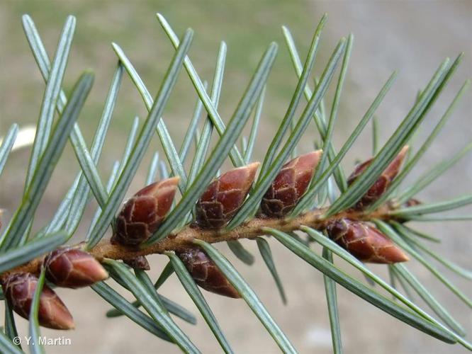 <i>Pseudotsuga menziesii</i> (Mirb.) Franco, 1950 © 