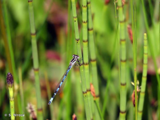 <i>Coenagrion mercuriale</i> (Charpentier, 1840) © S. Wroza