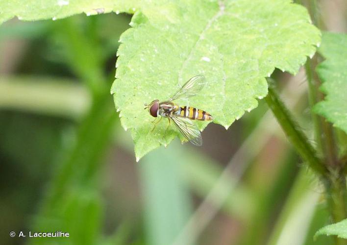 <i>Episyrphus balteatus</i> (De Geer, 1776) © A. Lacoeuilhe