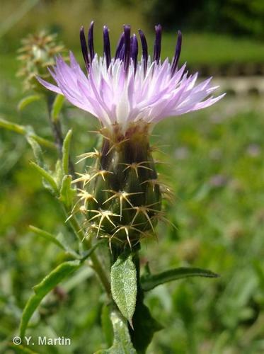<i>Centaurea aspera</i> L., 1753 © 