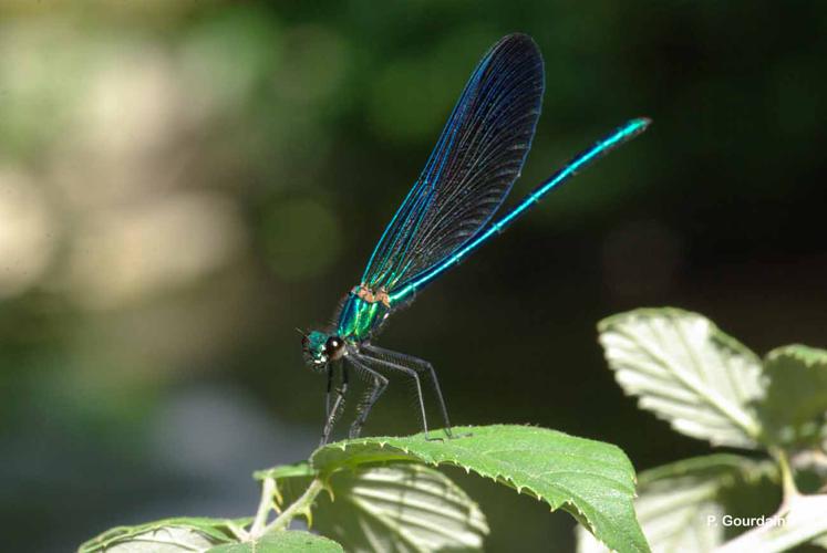 <i>Calopteryx virgo</i> (Linnaeus, 1758) © P. Gourdain