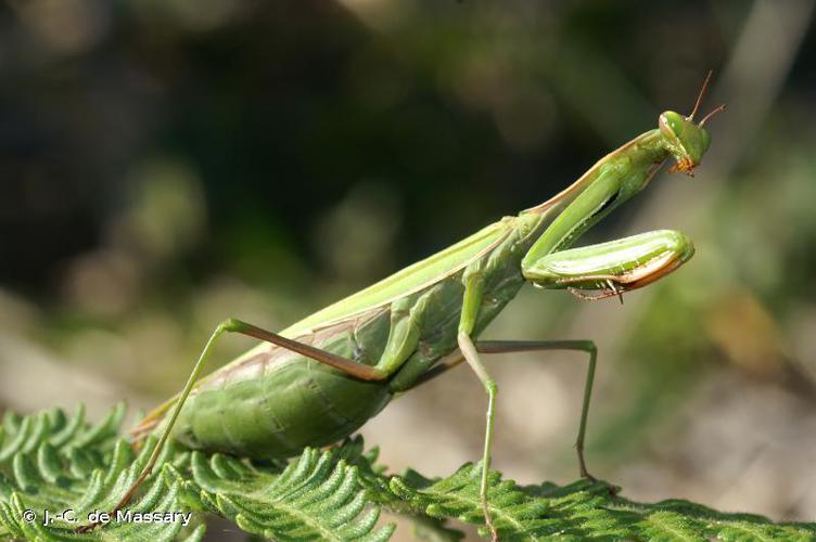 <i>Mantis religiosa</i> (Linnaeus, 1758) © J.-C. de Massary