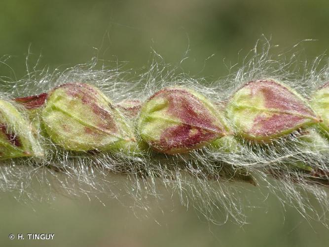 <i>Paspalum dilatatum</i> Poir., 1804 © H. TINGUY