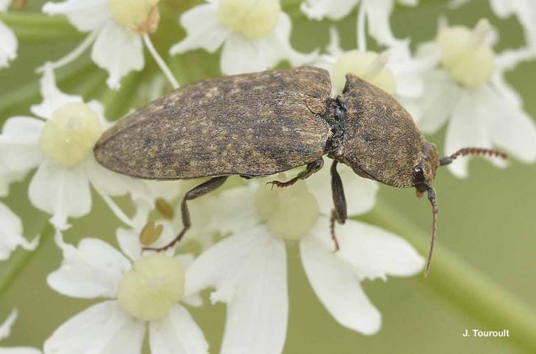 <i>Agrypnus murinus</i> (Linnaeus, 1758) © J. Touroult