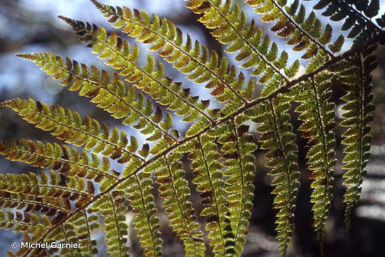 <i>Polystichum setiferum</i> (Forssk.) T.Moore ex Woyn., 1913 © Michel Garnier