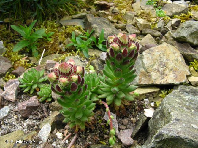 <i>Sempervivum montanum</i> L., 1753 © F. Michalke