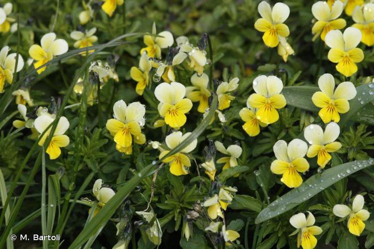 <i>Viola tricolor</i> L., 1753 © M. Bartoli