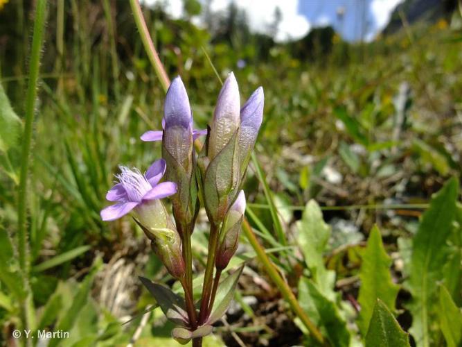 <i>Gentianella campestris</i> (L.) Börner, 1912 © 