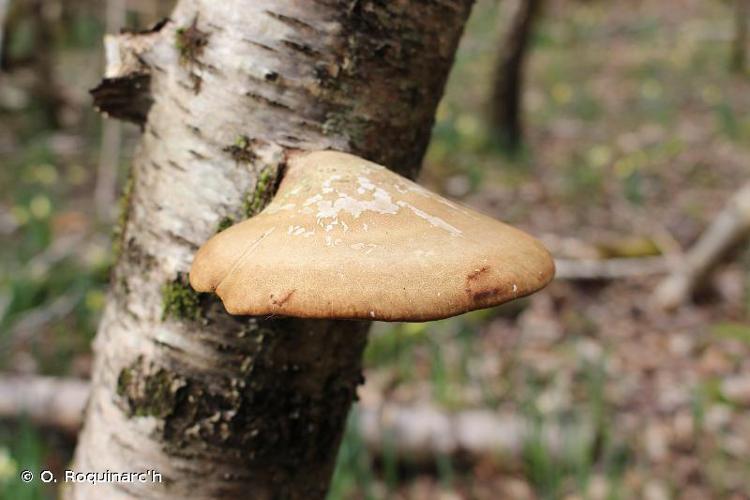 <i>Piptoporus betulinus</i> (Bull.) P.Karst., 1881 © O. Roquinarc'h