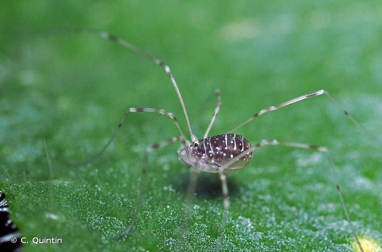 <i>Opilio canestrinii</i> (Thorell, 1876) © C. Quintin