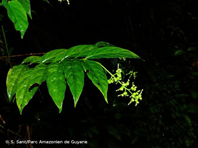 <i>Bertiera guianensis</i> Aubl., 1775 © S. Sant/Parc Amazonien de Guyane