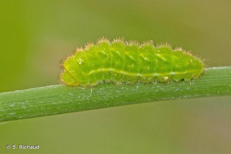 <i>Celastrina argiolus</i> (Linnaeus, 1758) © S. Richaud