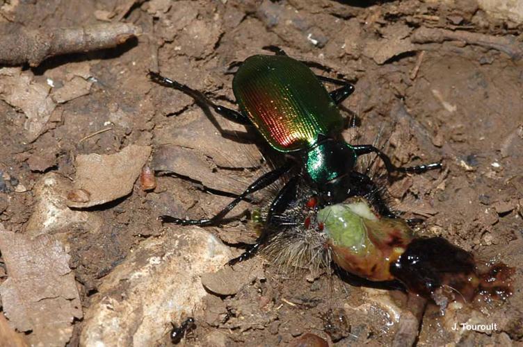 <i>Calosoma sycophanta</i> (Linnaeus, 1758) © J. Touroult