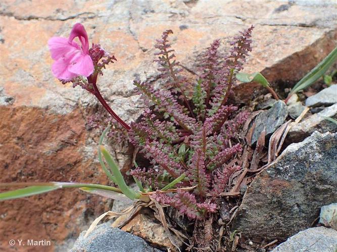 <i>Pedicularis kerneri</i> Dalla Torre, 1882 © 