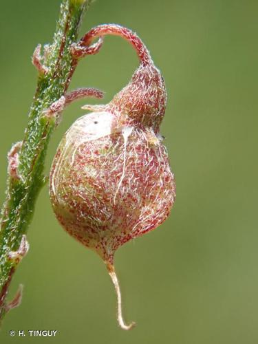 <i>Melilotus altissimus</i> Thuill., 1799 © H. TINGUY