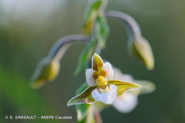 <i>Epipactis palustris</i> (L.) Crantz, 1769 © E. SANSAULT - ANEPE Caudalis