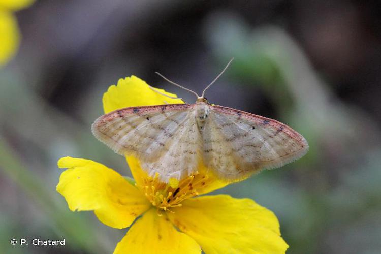 <i>Idaea humiliata</i> (Hufnagel, 1767) © P. Chatard