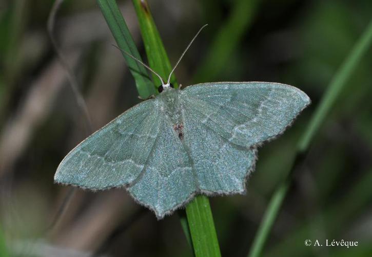 <i>Hemithea aestivaria</i> (Hübner, 1789) © A. Lévêque