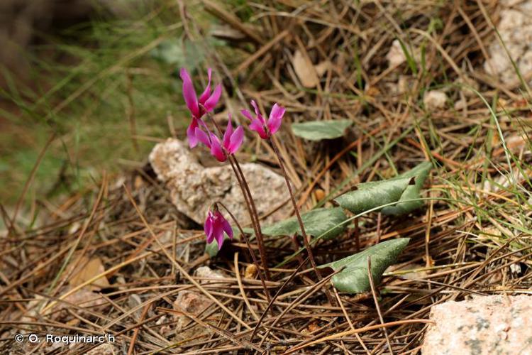 <i>Cyclamen repandum</i> Sm., 1806 © O. Roquinarc'h