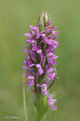 <i>Dactylorhiza incarnata</i> (L.) Soó, 1962 © O. Debré